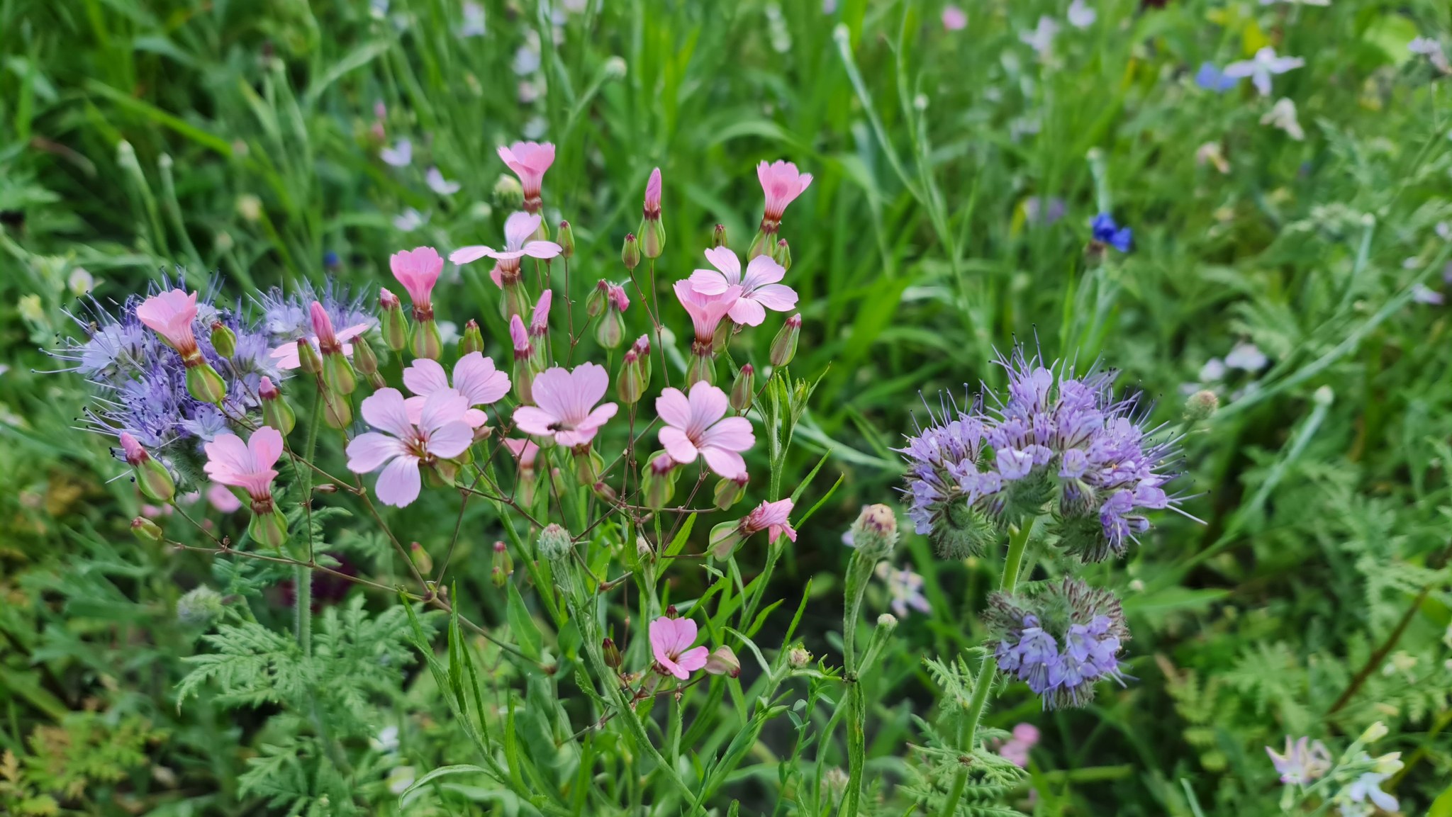 Різнотрав'я в Запоріжжі