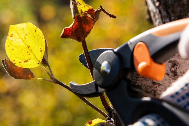 Правила осінньої обрізки