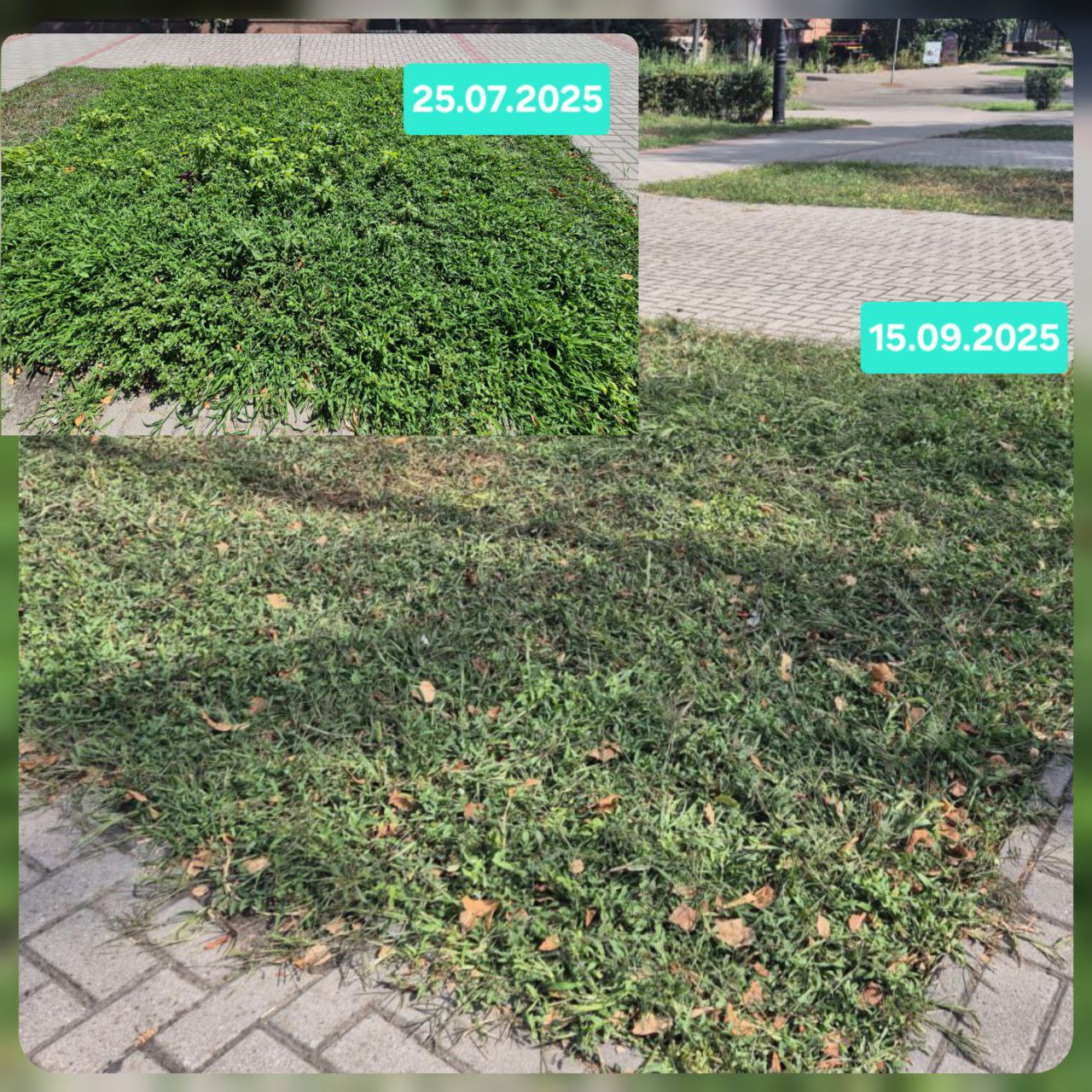 Екосенс – покошене різнотрав’я