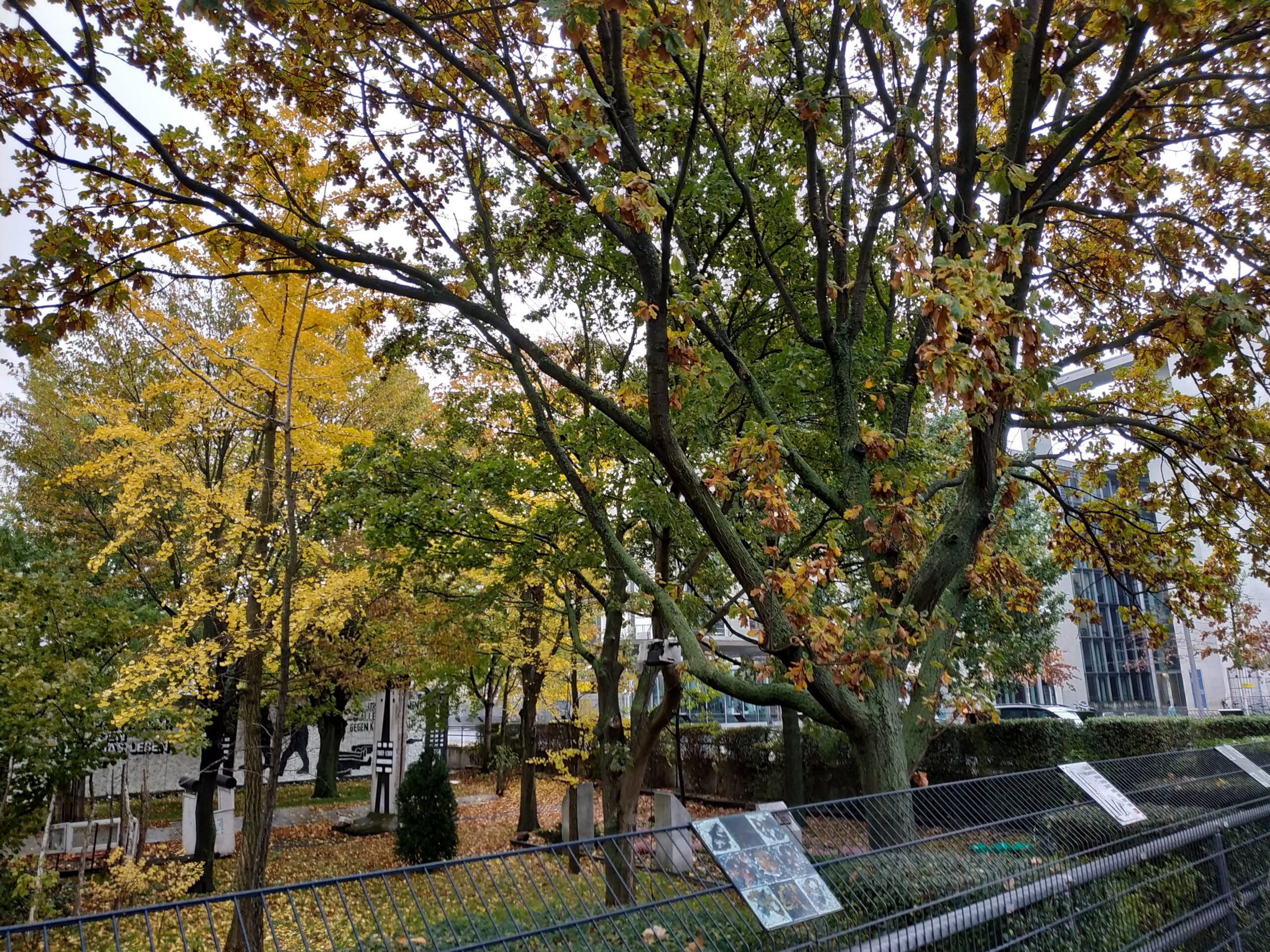 IMG_20191106_142728 (1)