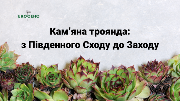 Кам’яна троянда